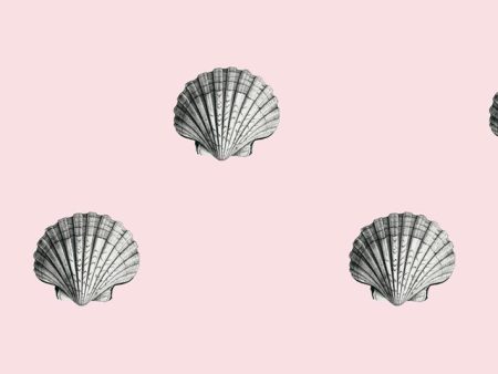 Seashell  Wallpaper by Wallshoppe - Shell Online