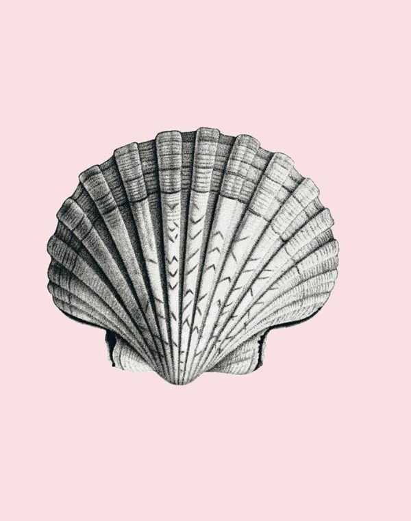 Seashell  Wallpaper by Wallshoppe - Shell Online