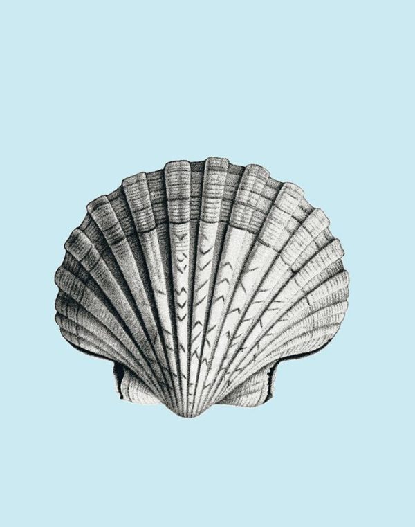 Seashell  Wallpaper by Wallshoppe - Sky Cheap