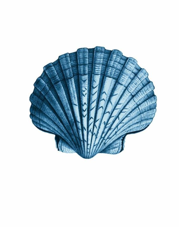 Seashell  Wallpaper by Wallshoppe - Blue Online Hot Sale