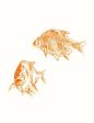 Goldfish  Wallpaper by Nathan Turner - White Cheap