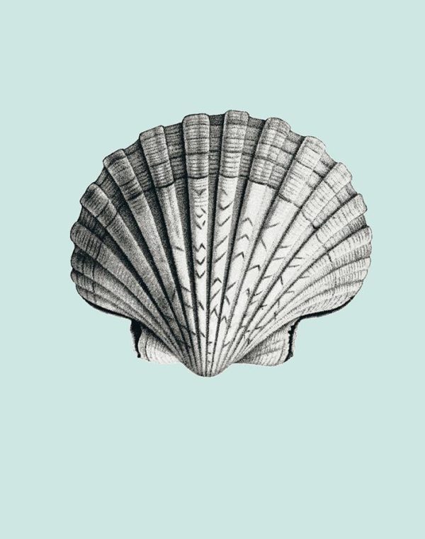 Seashell  Wallpaper by Wallshoppe - Seafoam Sale