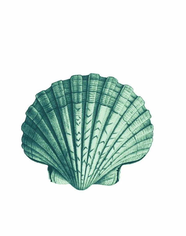 Seashell  Wallpaper by Wallshoppe - Green For Discount